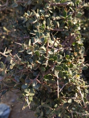 Sideroxylon mascatense