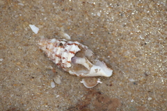 Cerithium vulgatum