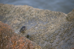 Pachygrapsus