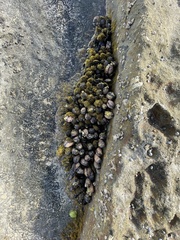 Brachidontes rostratus