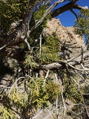 Juniperus seravschanica