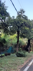 Alstonia scholaris