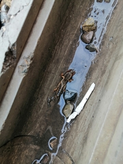 Gryllotalpa gryllotalpa