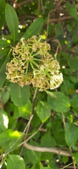 Alstonia scholaris