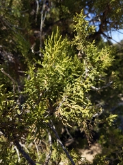 Juniperus seravschanica