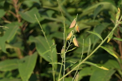 Crotalaria juncea