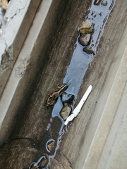 Gryllotalpa gryllotalpa