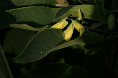 Crotalaria juncea