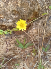 Crepidiastrum lanceolatum