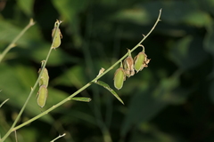 Crotalaria juncea