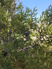 Juniperus seravschanica