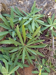 Crepidiastrum lanceolatum