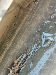 Gryllotalpa gryllotalpa