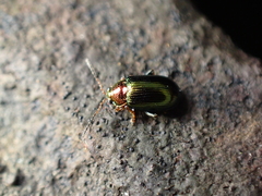 Crepidodera