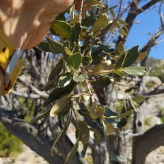 Olea europaea