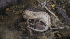 Brookesia stumpffi