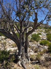 Olea europaea