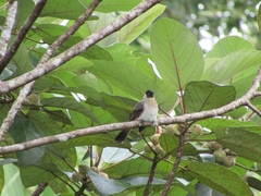 Pycnonotus aurigaster