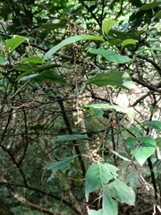 Maesa perlaria formosana