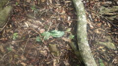 Chlorophytum sylvestre