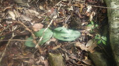 Chlorophytum sylvestre