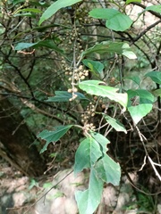 Maesa perlaria formosana