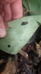 Chlorophytum sylvestre