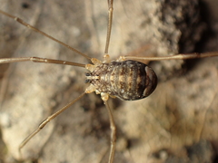 Nelima