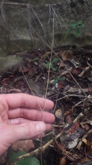 Chlorophytum sylvestre