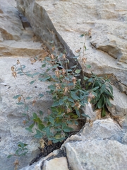 Campanula akhdarensis