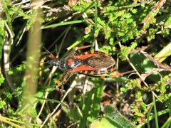 Rhynocoris iracundus