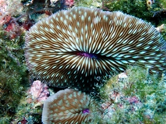 Lobactis scutaria