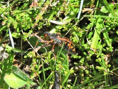 Rhynocoris iracundus