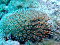 Galaxea fascicularis