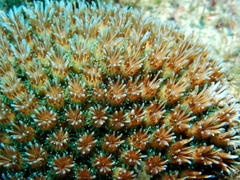 Galaxea fascicularis