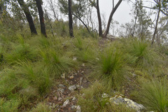 Xanthorrhoea johnsonii