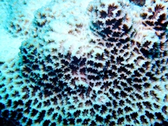 Anthozoa