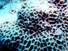 Anthozoa