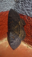Erebus walkeri