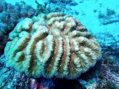 Anthozoa