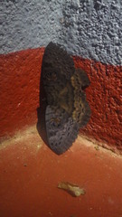 Erebus walkeri