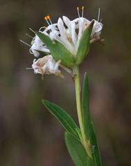 Pimelea linifolia linifolia