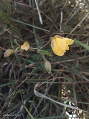Chamaecrista garambiensis