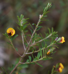 Pultenaea retusa