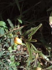 Chamaecrista garambiensis