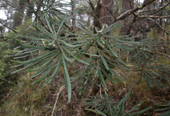 Banksia aquilonia