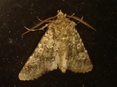 Polymixis lichenea