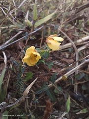 Chamaecrista garambiensis