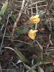 Chamaecrista garambiensis