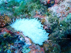 Entacmaea quadricolor